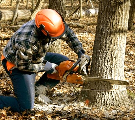 Tree Removal in Badger, SD